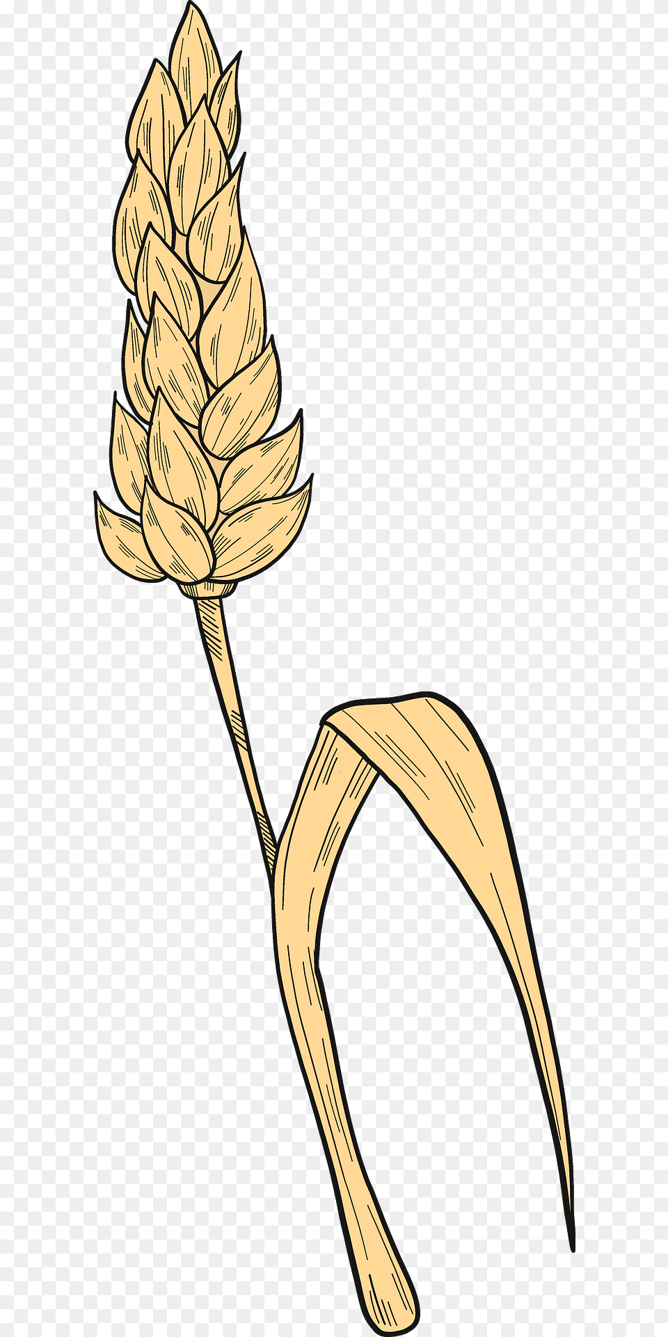 Wheat Clipart, Grass, Plant, Food, Grain Png Image