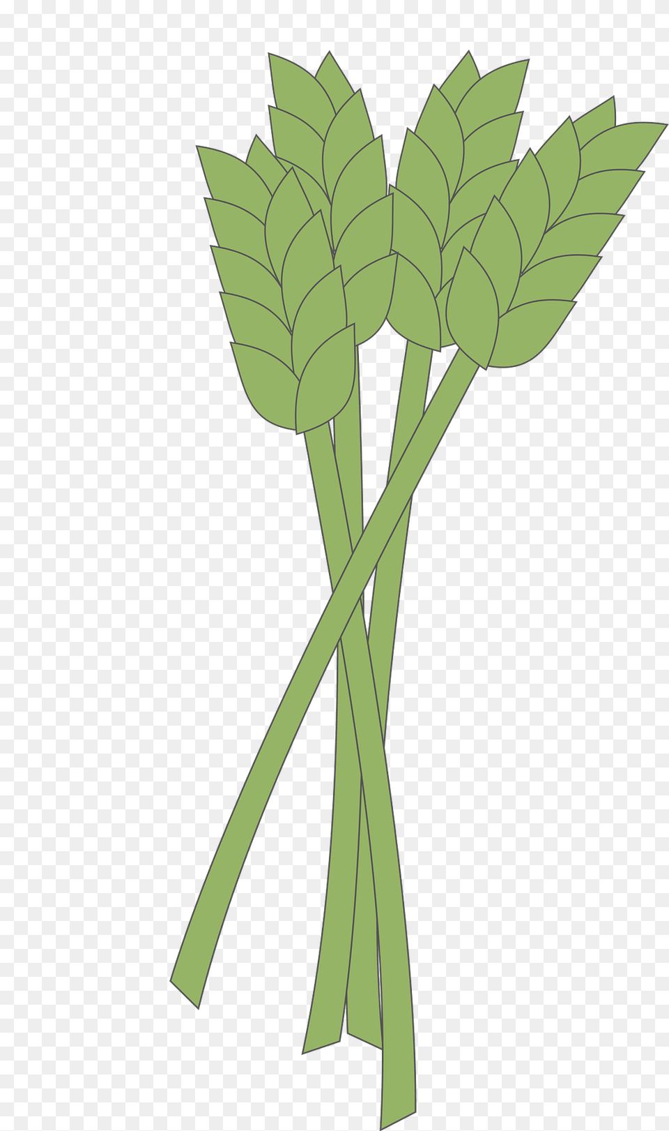 Wheat Clipart, Plant, Herbs, Food, Leek Free Png