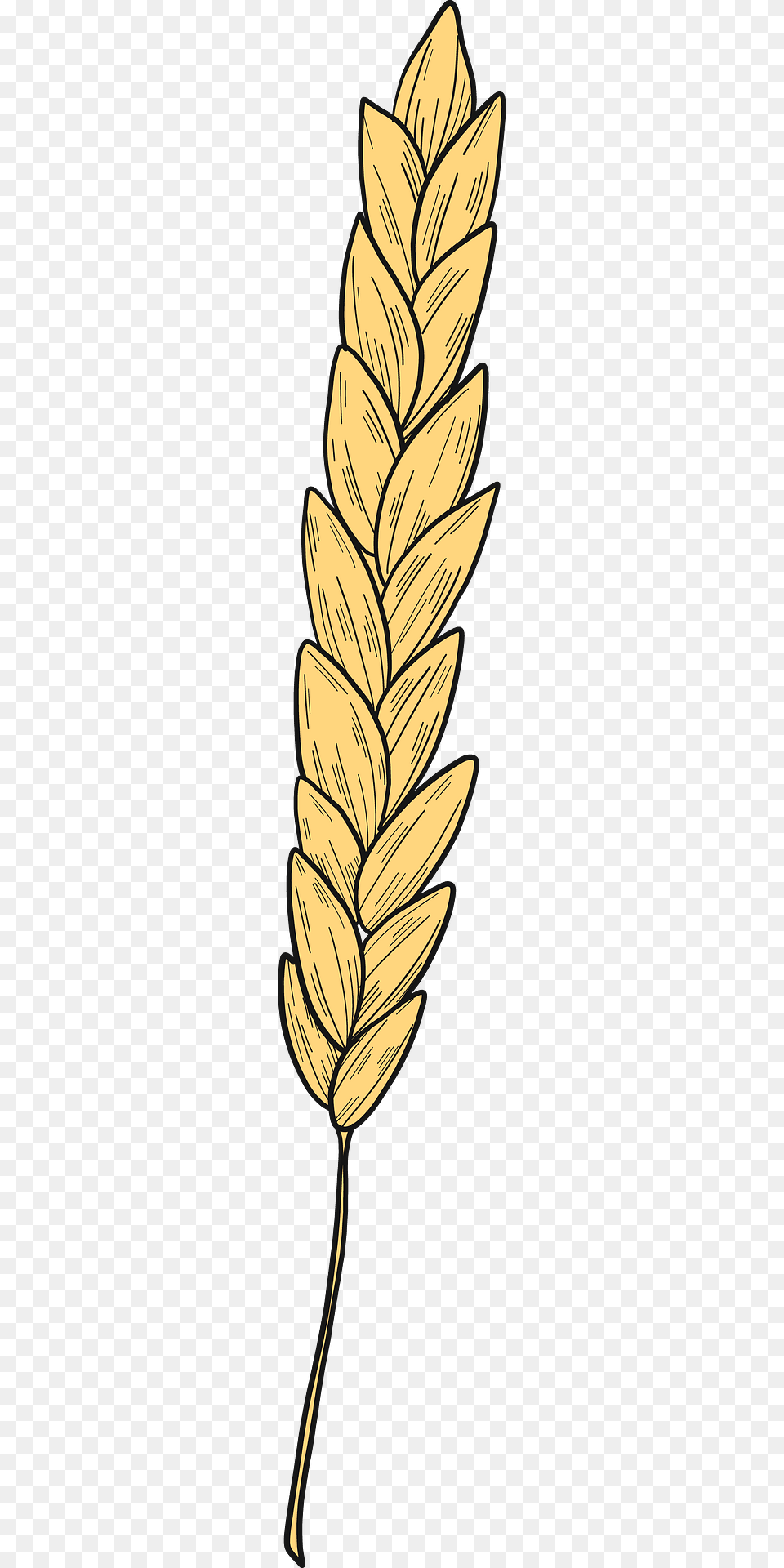 Wheat Clipart, Food, Grain, Produce, Leaf Free Png