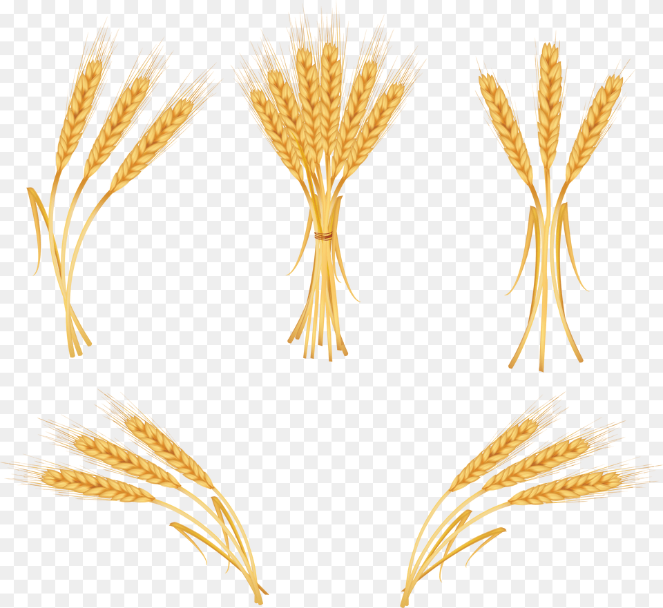 Wheat Clipart Png Image