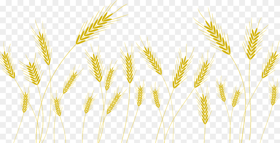 Wheat Clipart, Agropyron, Grass, Plant, Vegetation Png Image