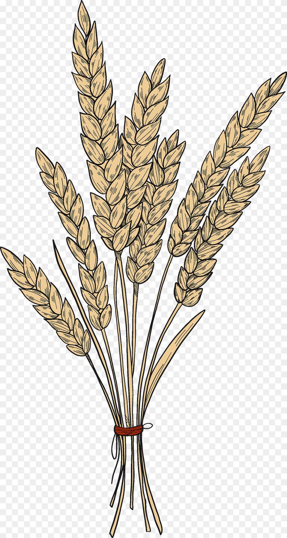 Wheat Clipart, Food, Grain, Plant, Produce Free Png Download