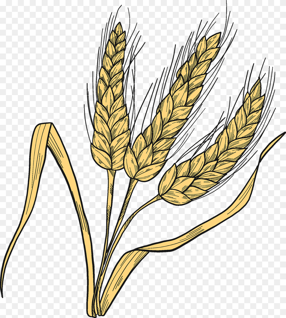 Wheat Clipart, Food, Grain, Produce, Plant Png