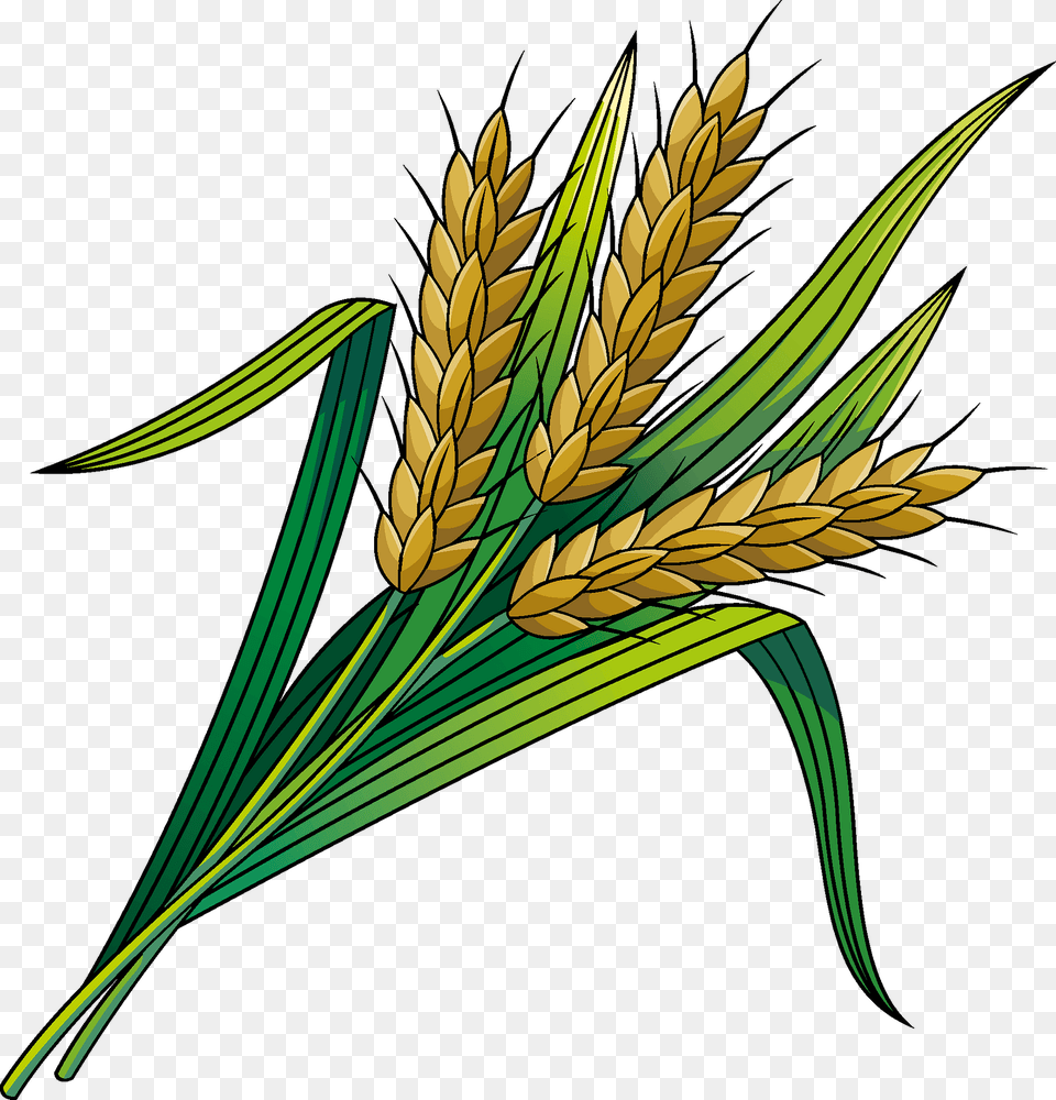 Wheat Clipart, Food, Grain, Produce, Plant Png