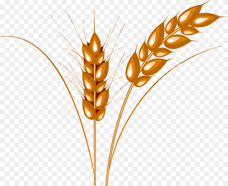 Wheat Clipart Barley Kolosok Pshenici, Food, Grain, Produce, Plant Free Transparent Png