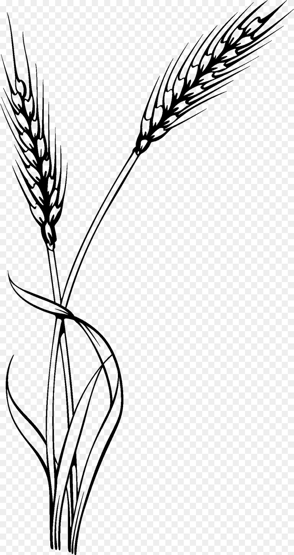 Wheat Clipart Black And White, Silhouette, Art Png Image