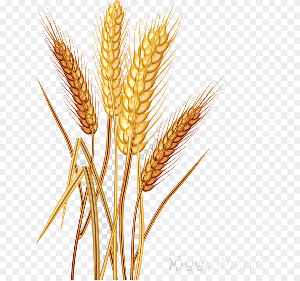 Wheat Clipart Cereal Common Clip Art Wheat Vector Images, Food, Grain, Produce Free Transparent Png
