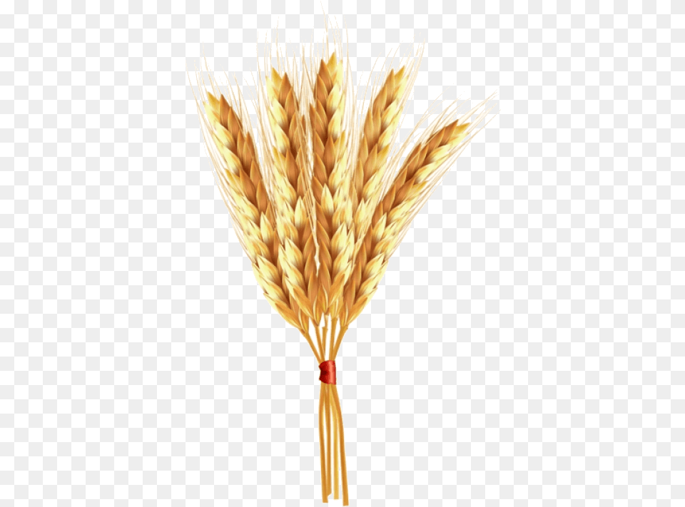 Wheat Clipart Clear Background Einkorn Portable Network Graphics, Food, Grain, Produce, Plant Free Transparent Png