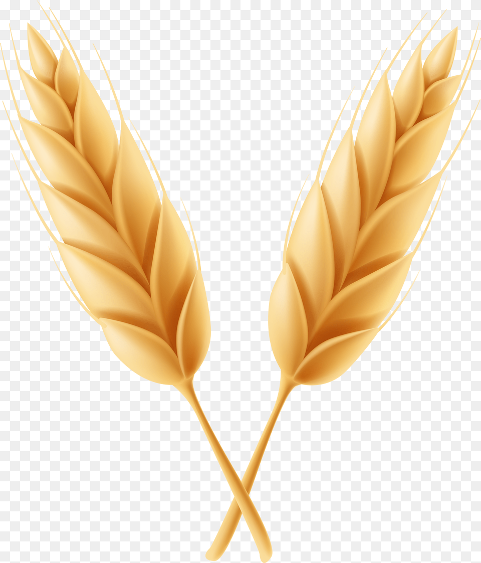 Wheat Clipart Feather High Resolution Frames Illustrations Png Image