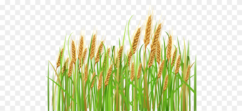 Wheat Clipart Feild Crops Clipart Transparent Background, Vegetation, Plant, Grass, Field Free Png