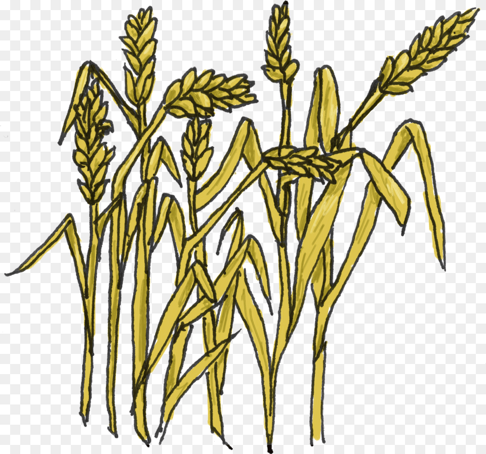 Wheat Clipart Of Grain, Grass, Plant, Food, Produce Free Transparent Png