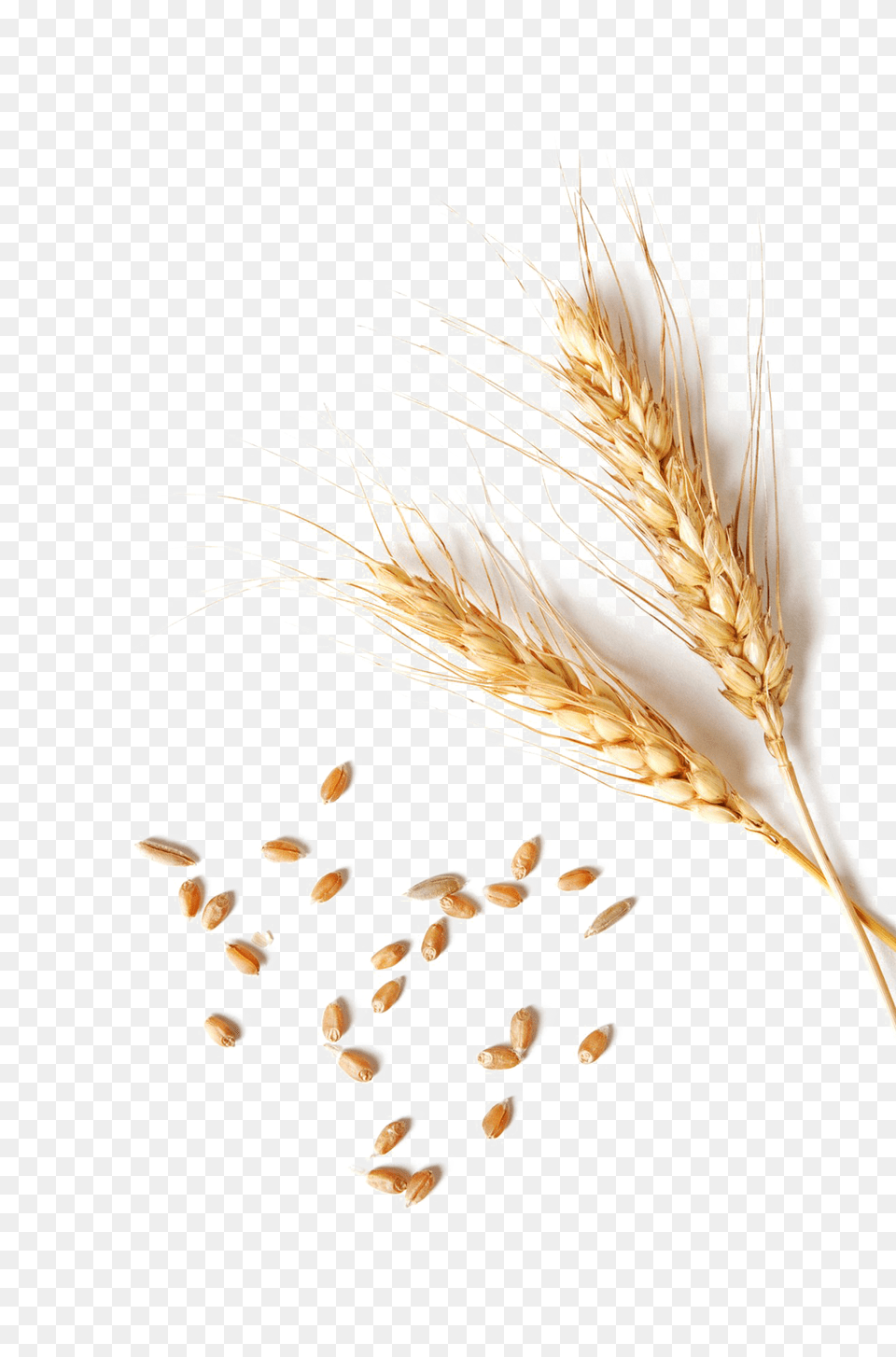 Wheat Clipart Single Wheat Grain, Food, Produce, Adult, Female Free Png