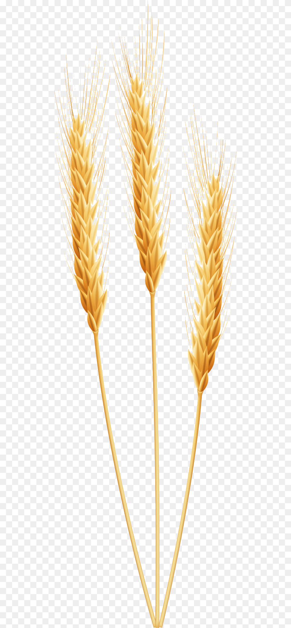 Wheat Clipart Wheet On Wheat Clipart, Food, Grain, Produce, Plant Free Transparent Png