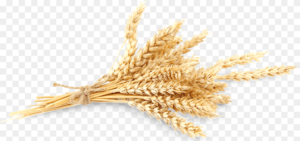 Wheat Crops, Food, Grain, Produce, Animal Png Image