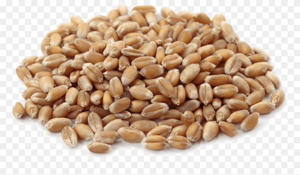 Wheat Download Image Wheat Seed Vector Hd, Food, Grain, Produce Free Transparent Png