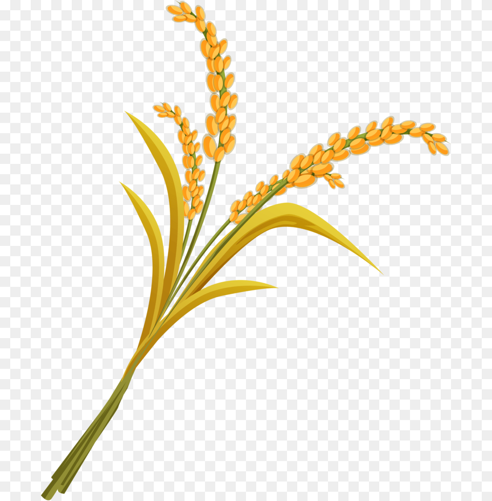 Wheat Download Image With Background Rice Plant, Grass, Flower, Food, Grain Free Png