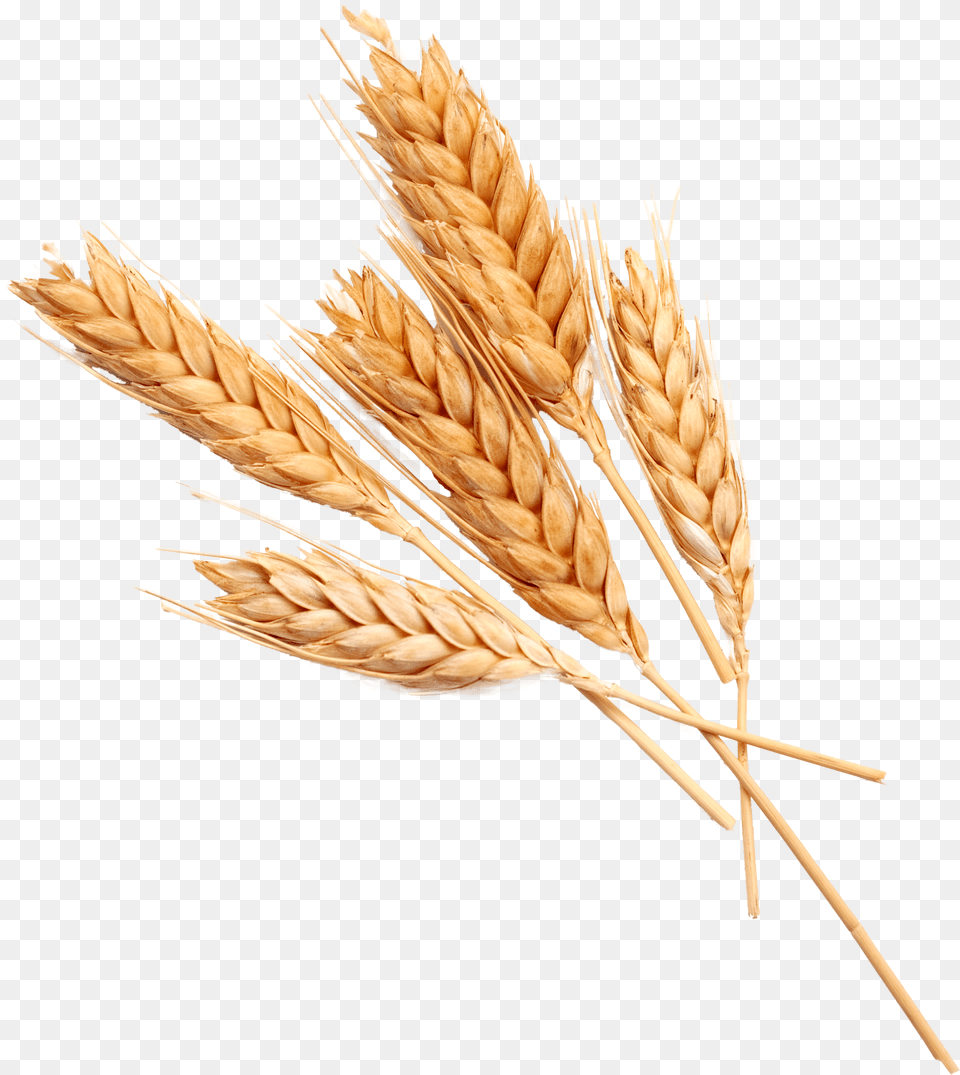 Wheat Ears, Food, Grain, Produce Free Transparent Png