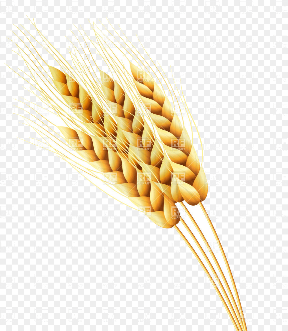 Wheat Ears Of Or Rye Vector Image Illustration Plants Rye Clipart, Food, Grain, Produce Free Transparent Png
