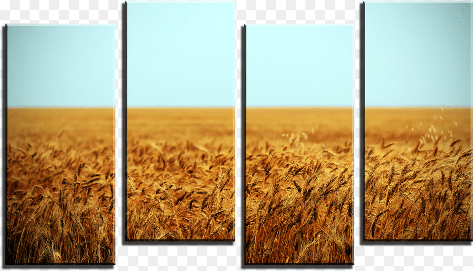Wheat Field 4 Panel Canvas Print Field, Art, Collage, Food, Produce Png Image
