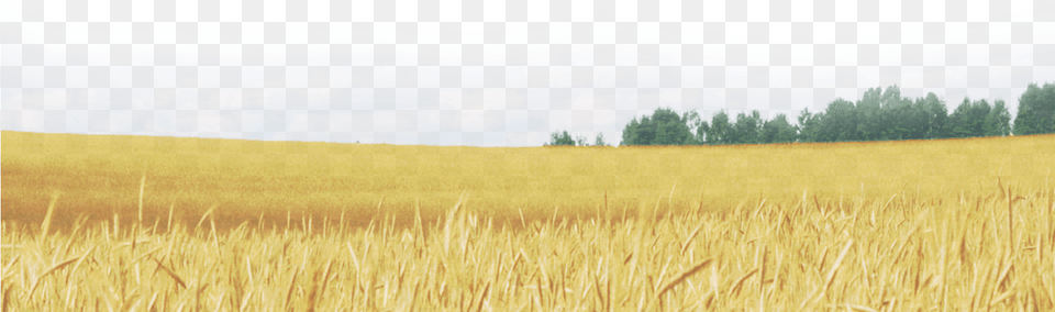 Wheat Field Field, Vegetation, Scenery, Plant, Outdoors Png Image