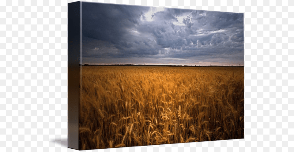 Wheat Field Field, Nature, Scenery, Outdoors, Sky Free Png Download
