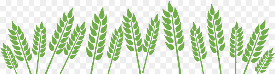 Wheat Field Fields Clipart Black And White, Grass, Green, Plant, Agropyron Free Png