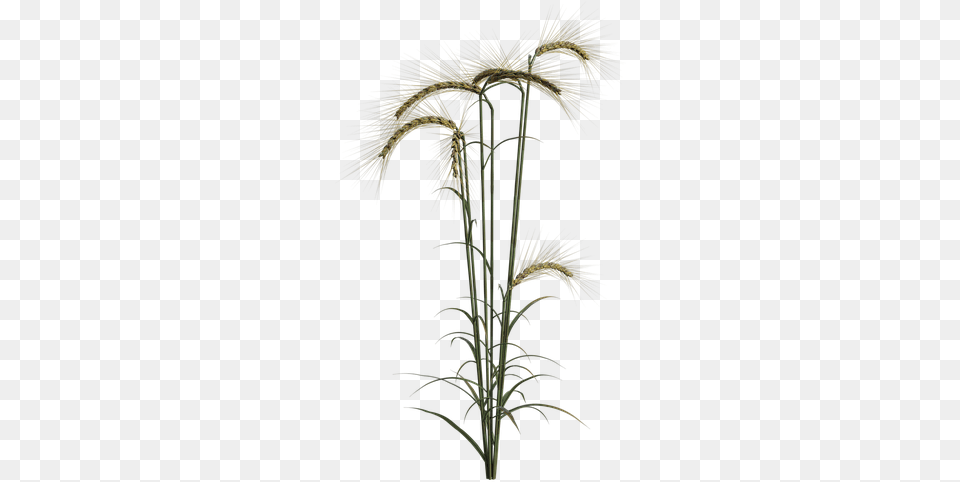 Wheat Field Plant Agriculture Summer Autumn Grass, Fireworks Png