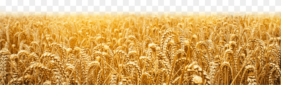 Wheat Field Pngavailable For Anything And Anyone To, Agriculture, Outdoors, Nature, Countryside Png Image
