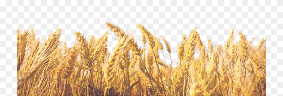 Wheat Field Pngavailable For Anything And Anyone Transparent Background Wheat Leaves, Food, Grain, Produce, Plant Free Png Download