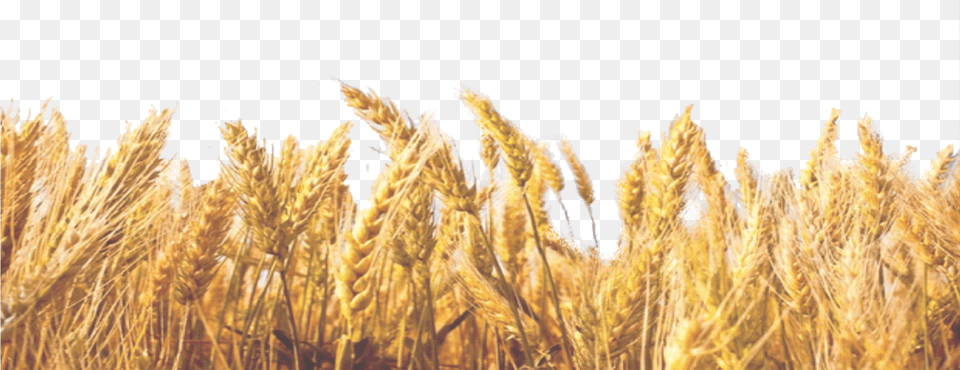 Wheat Field Pngavailable For Anything And Anyone Transparent Background Wheat Straw, Produce, Food, Grain, Plant Png Image