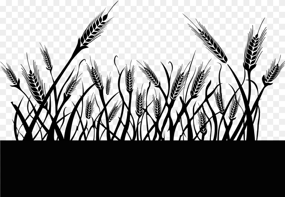 Wheat Field Triticale, Gray Free Png Download