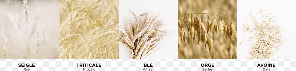 Wheat Field Triticale, Plant, Vegetation, Food, Grain Png Image