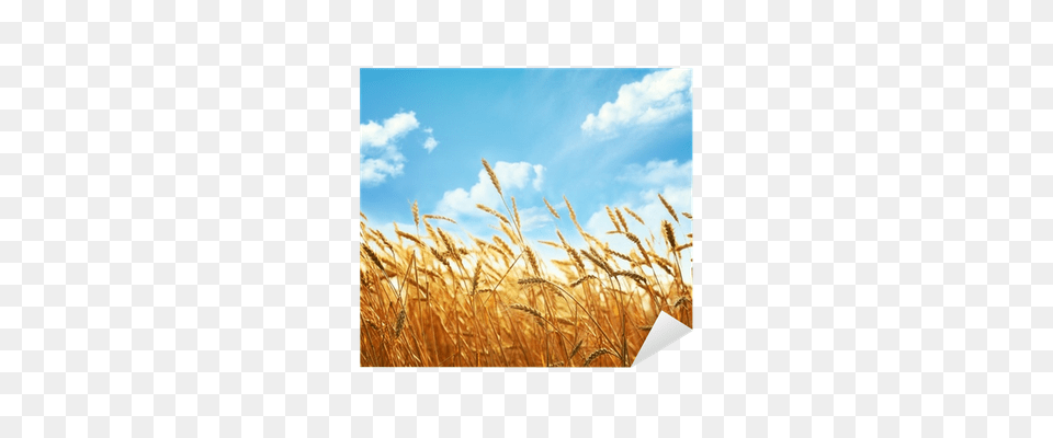 Wheat Field Wallpapers, Sky, Nature, Outdoors, Scenery Free Transparent Png