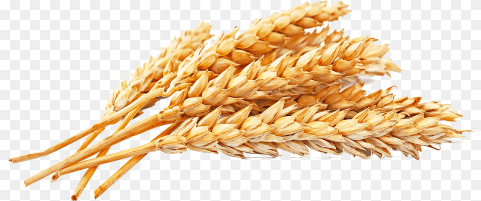 Wheat Flour Free Transparent Png