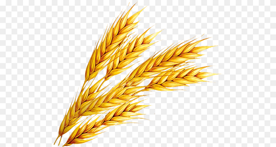 Wheat Download Wheat Clipart, Food, Grain, Produce, Person Free Png