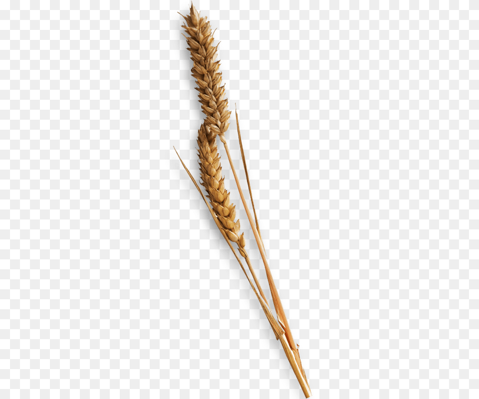 Wheat Glove Single Piece Of Hay, Food, Grain, Produce, Plant Png Image