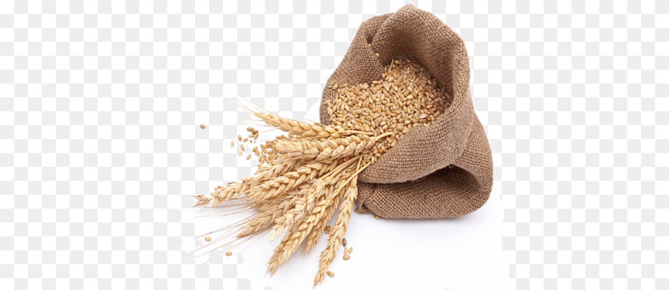 Wheat Grain Picture Gehu, Food, Produce, Bag Free Png