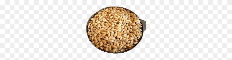 Wheat Grains, Food, Grain, Produce, Animal Png Image