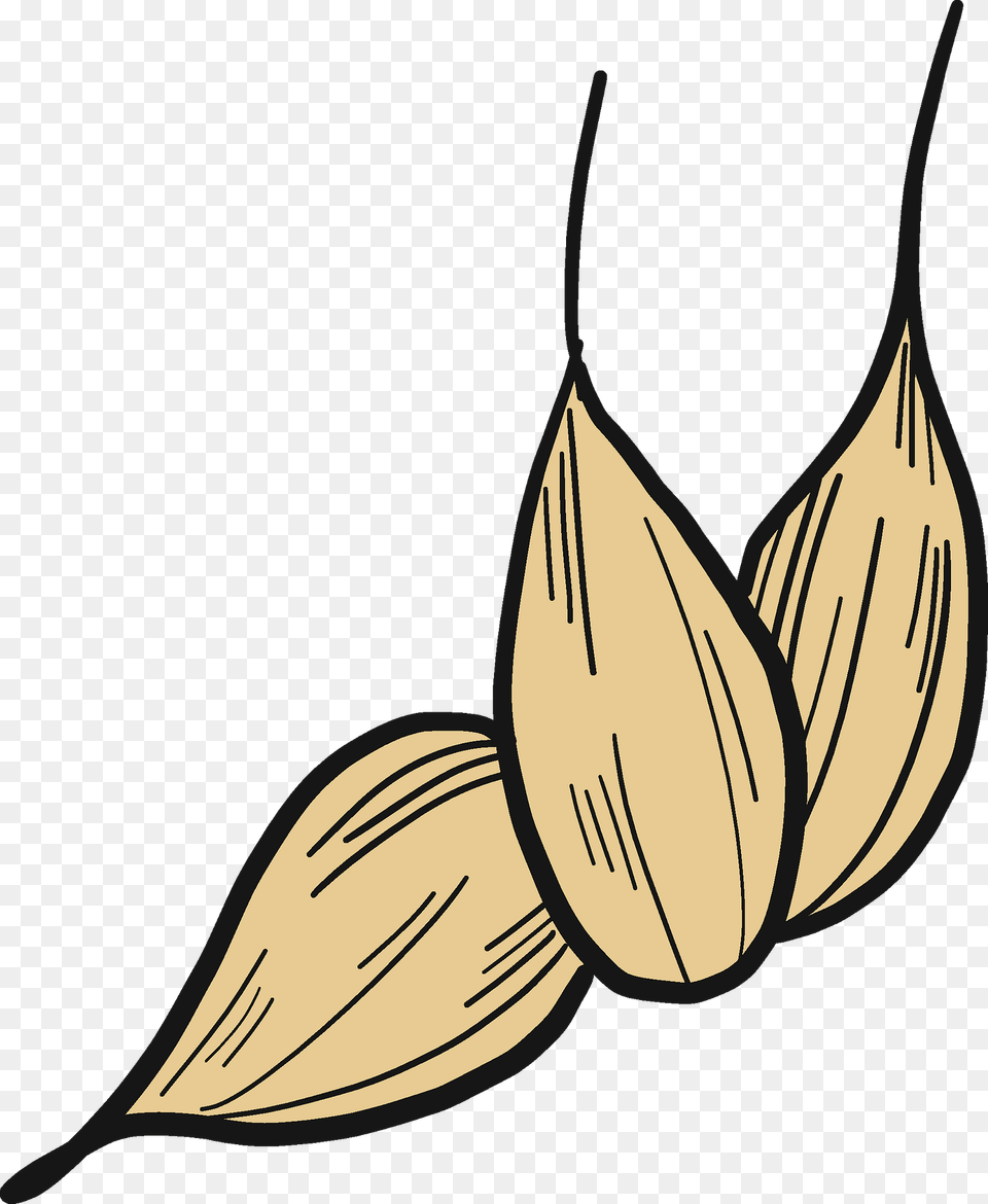 Wheat Grains Clipart, Swimwear, Clothing, Plant, Flower Png Image