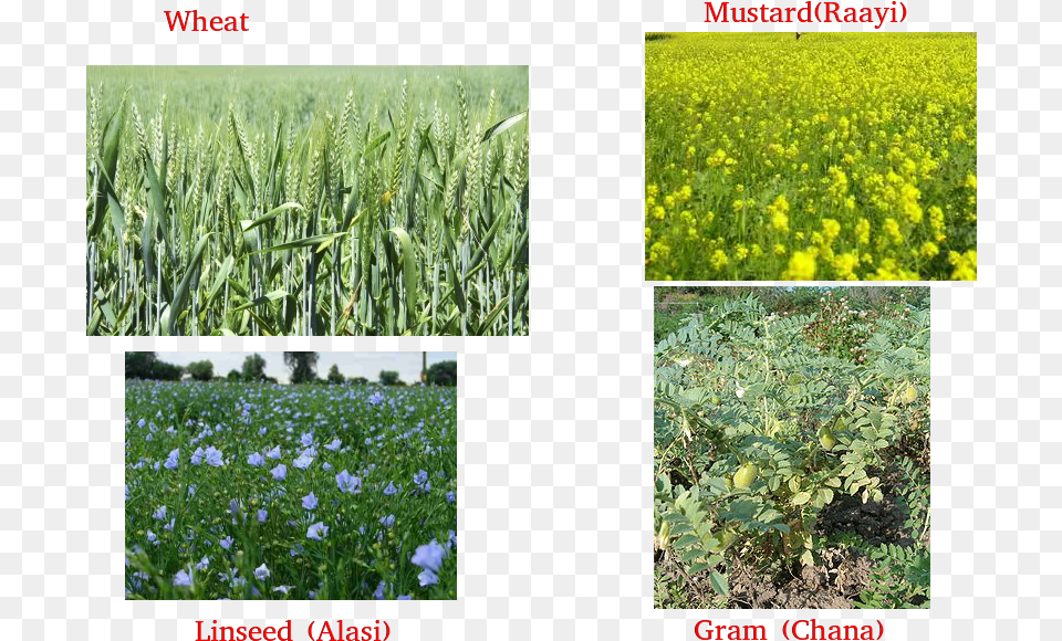Wheat Gram Pea Mustard Linseed Wheat Gram Pea Mustard, Agriculture, Countryside, Field, Grassland Free Png
