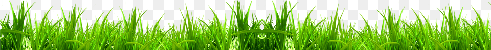 Wheat Grass For Download On Mbtskoudsalg Fresh Grass Free Png