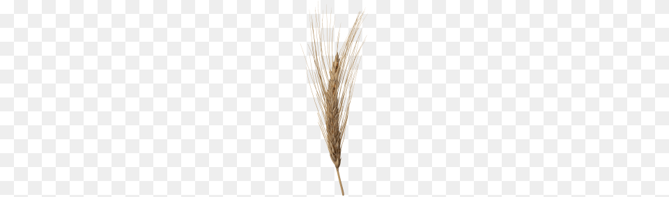 Wheat Head Transparent, Grass, Plant, Food, Grain Free Png