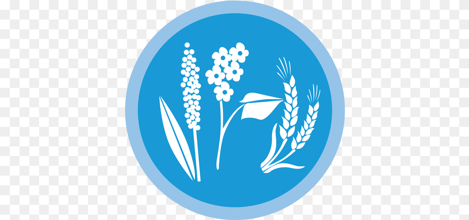 Wheat Icon New Video Game Full Size Download Seekpng Grains, Plant, Flower, Outdoors, Pattern Png