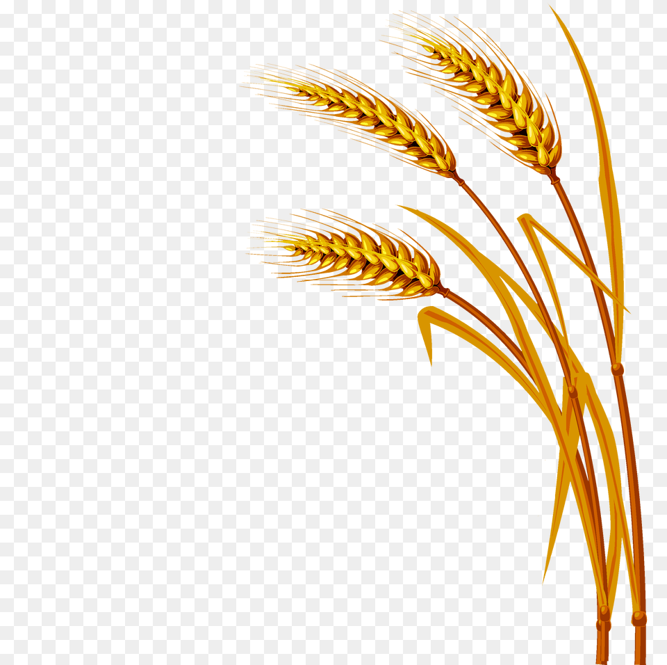 Wheat Image, Food, Grain, Produce Png