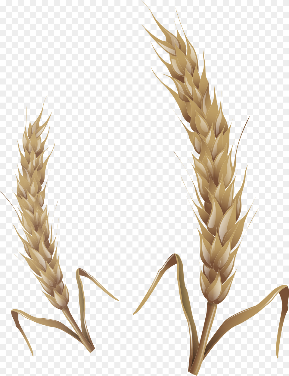 Wheat For Download Wheat Stalk, Food, Grain, Produce, Chandelier Png Image