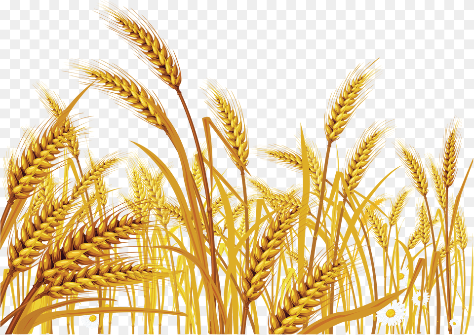 Wheat Image New Jerusalem Heavenly Mother, Produce, Food, Grain, Plant Free Png