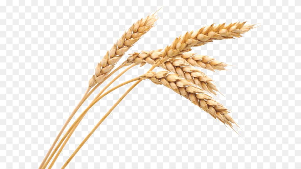 Wheat Image Wheat, Food, Grain, Produce Png