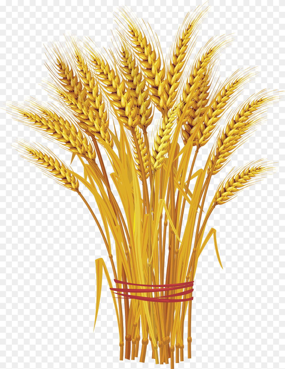 Wheat Image Wheat Clip Art, Food, Grain, Plant, Produce Free Transparent Png
