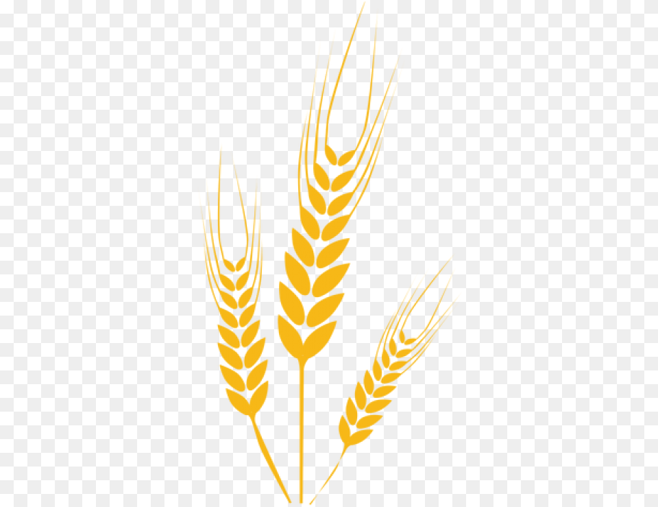 Wheat Image Wheat Clipart, Food, Grain, Produce, Person Png