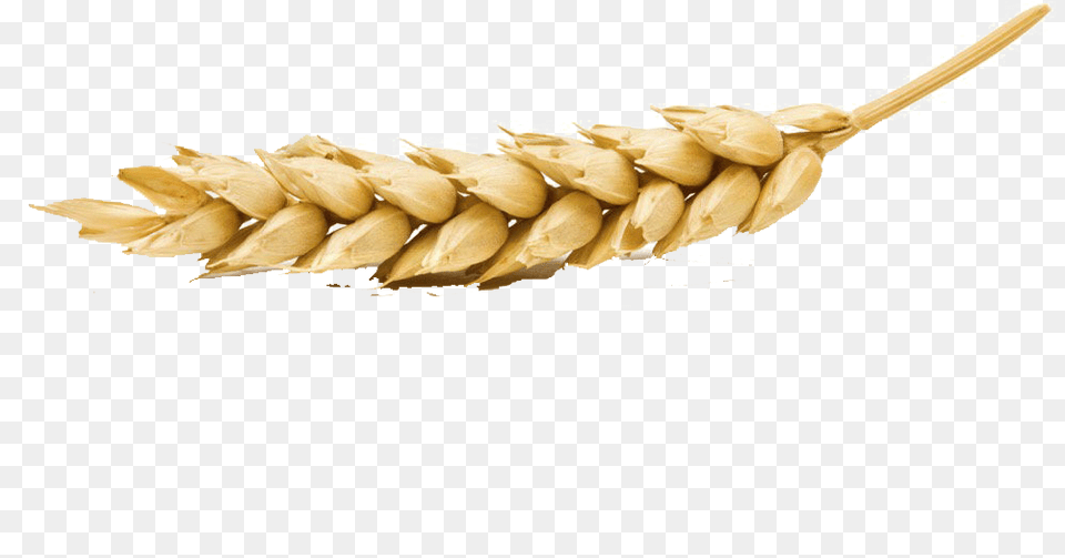 Wheat Wheat On White Background, Food, Grain, Produce Png Image